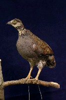 藏品(深山竹雞)的圖片